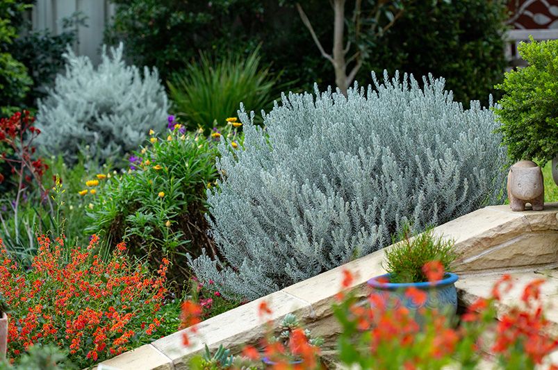 Sustainable No-Grass Front Yard Ideas for Your Home - Shrubhub