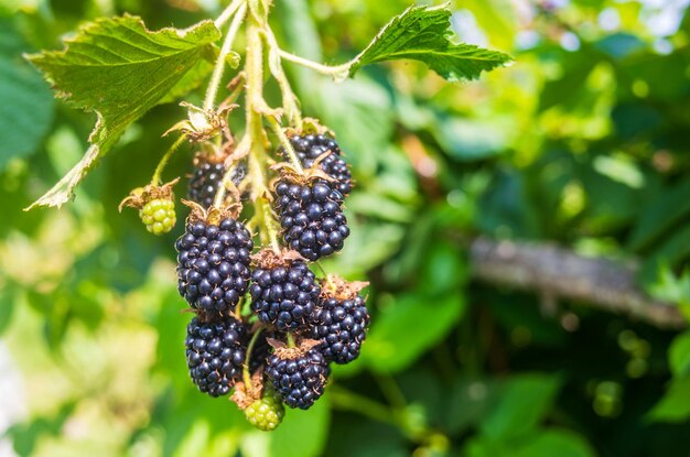 blackberry_fruit.jpg