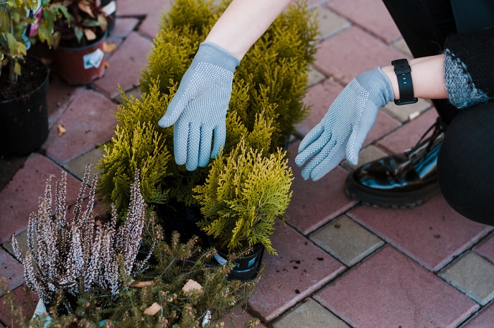 arborvitae_care.jpg