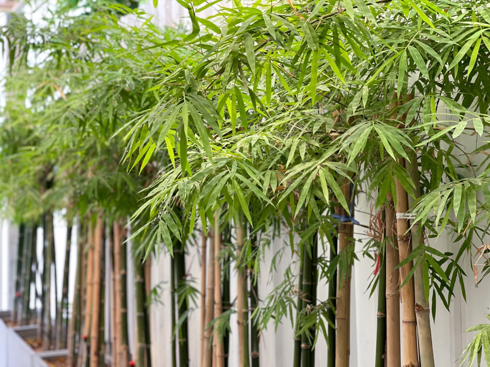 bamboo_tree.jpg