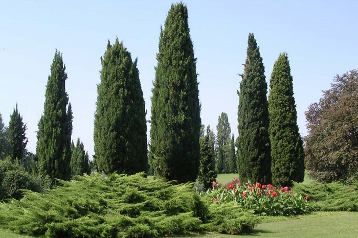 cypress_tree.jpg