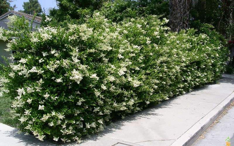 ligustrum_privet.jpg