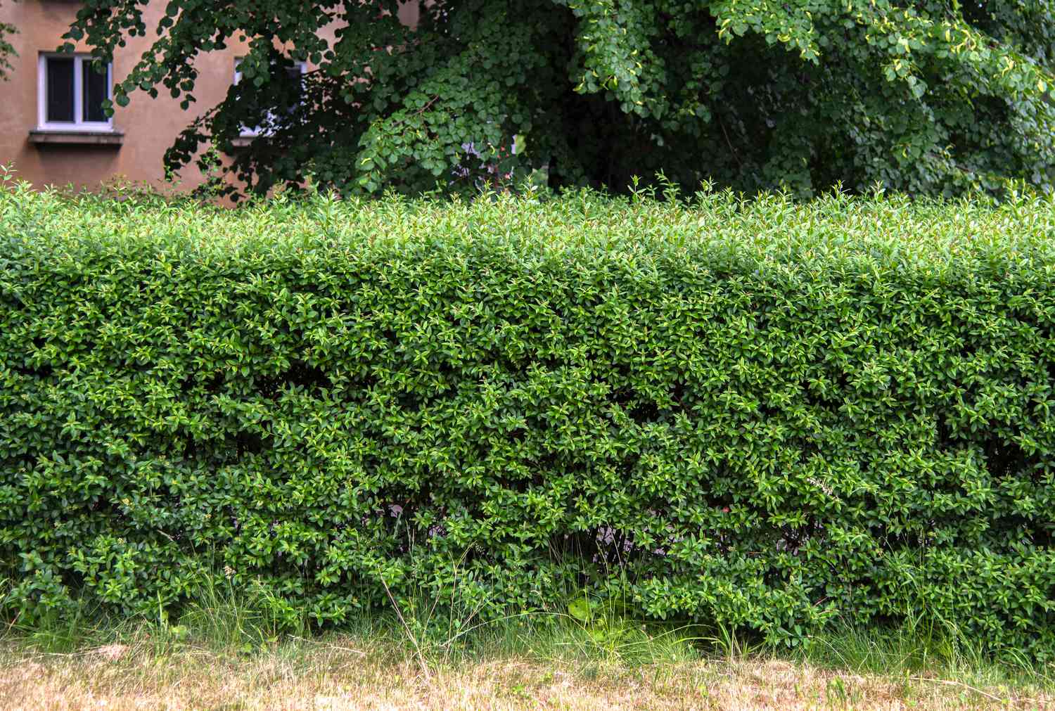 ligustrum_privet_care.jpg