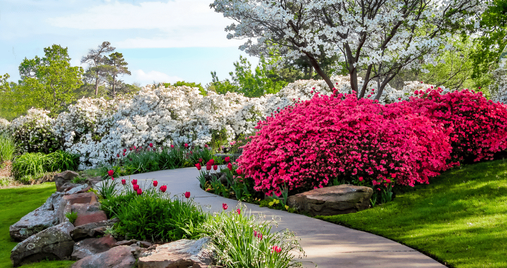 flowering_shrubs.png