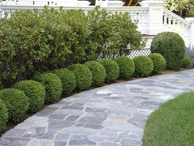 boxwood_shrubs.jpg