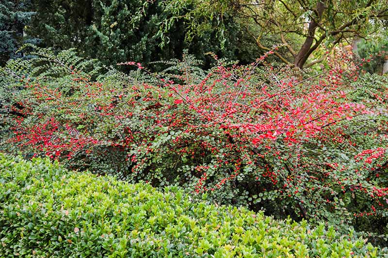 cotoneaster.jpg