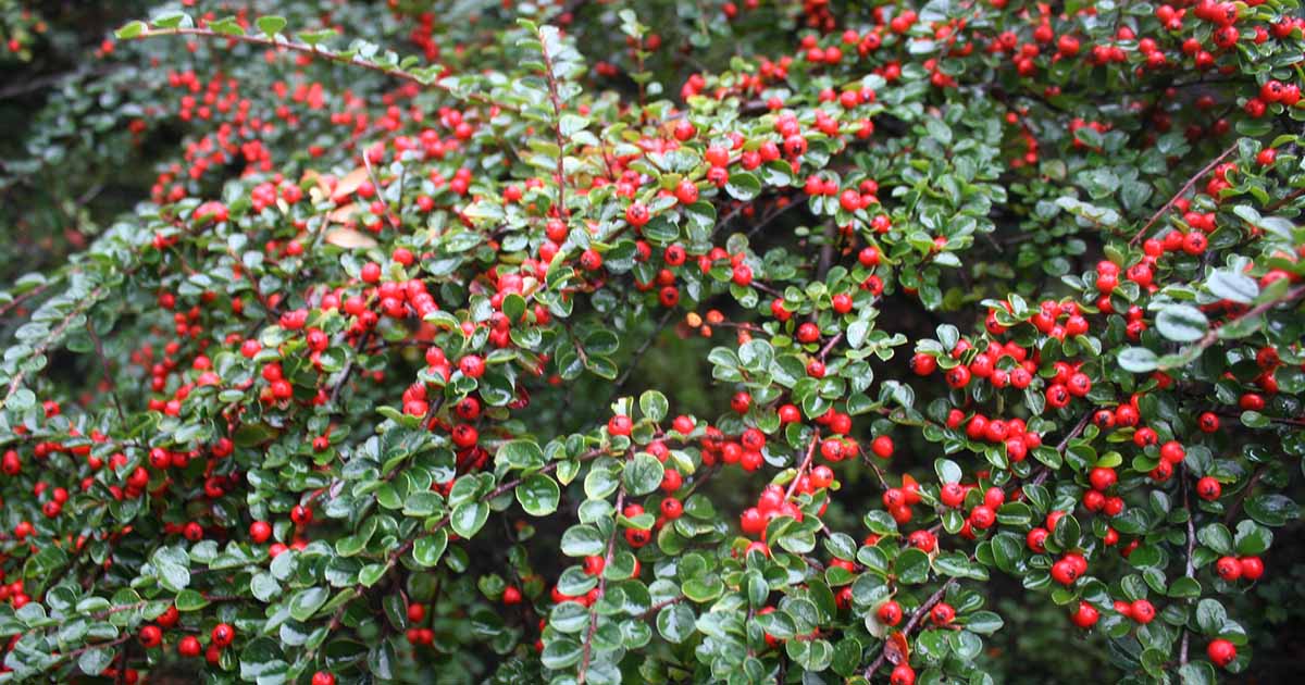 cotoneaster_care.jpg