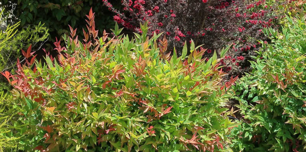 nandina.jpg