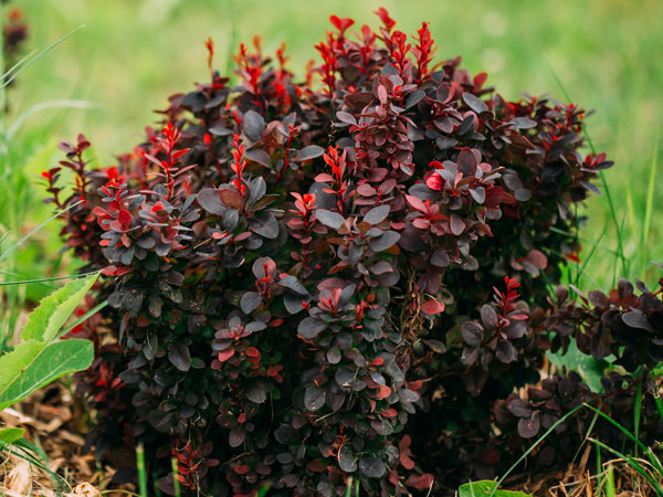 barberry_1.jpg