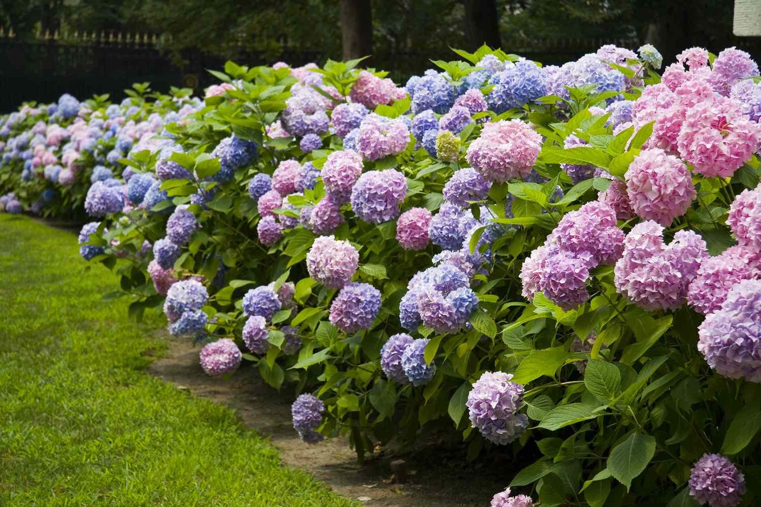 hydrangea.jpg