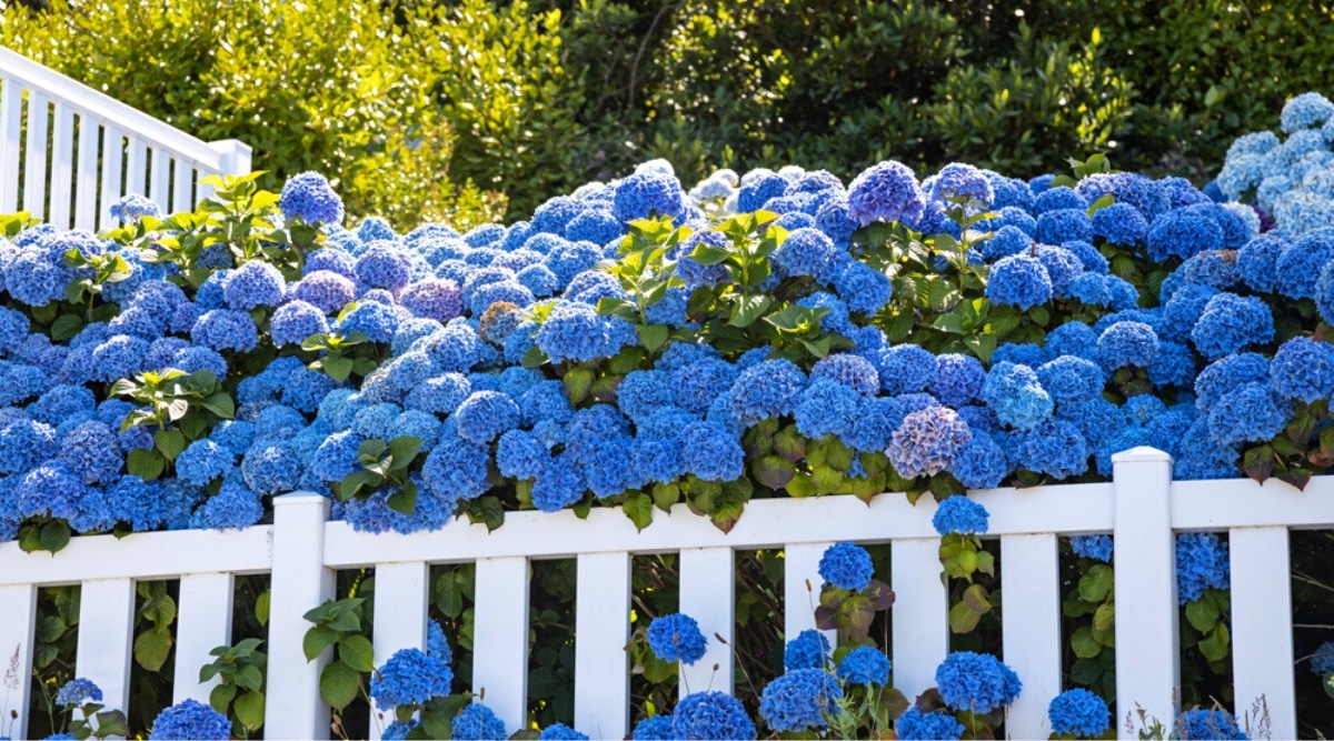 hydrangea_care.jpeg