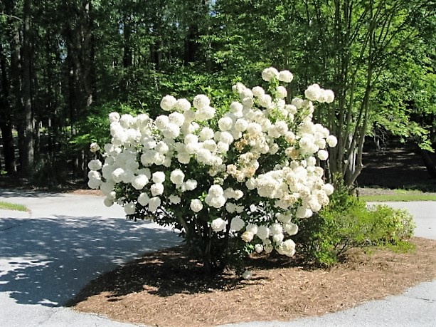 snowball_bush.JPG