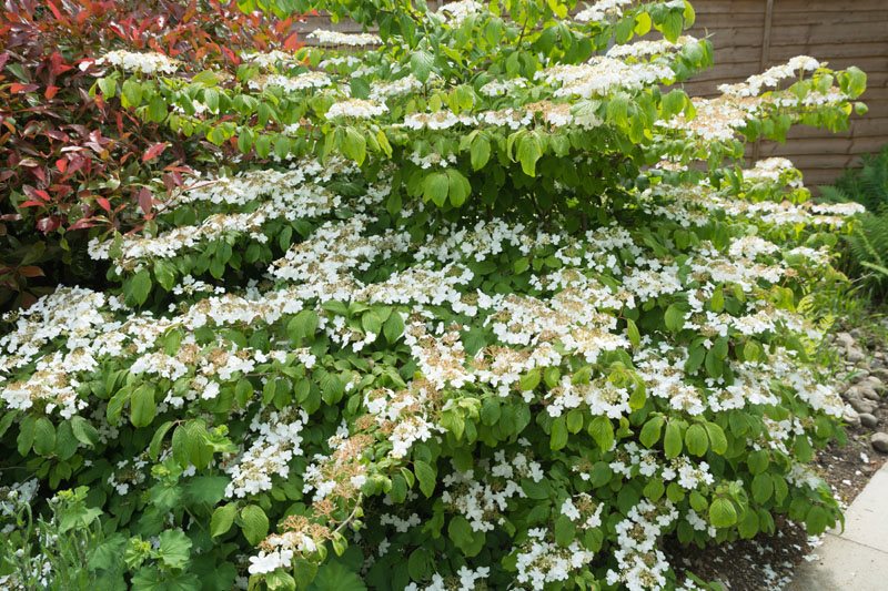 viburnum.jpg