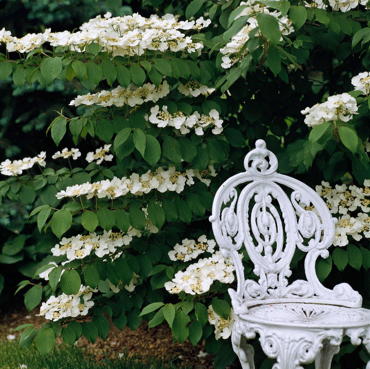 viburnum_use.jpg