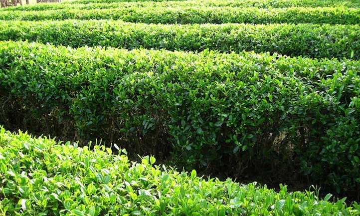 tea_plant_4.jpg