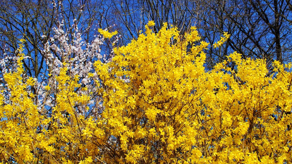 forsythia_2188453_1920.jpg