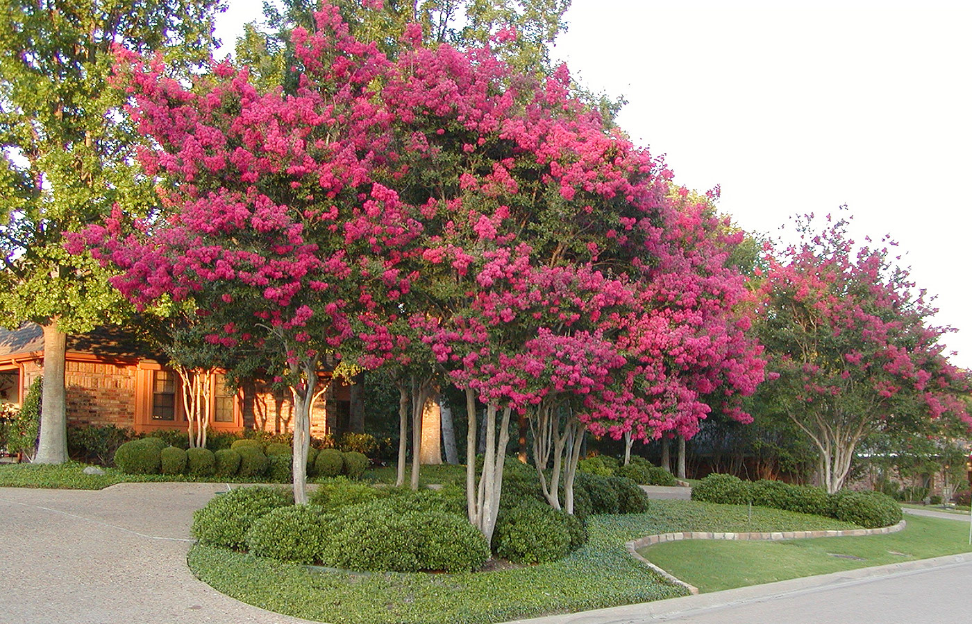 crape_myrtle.jpg