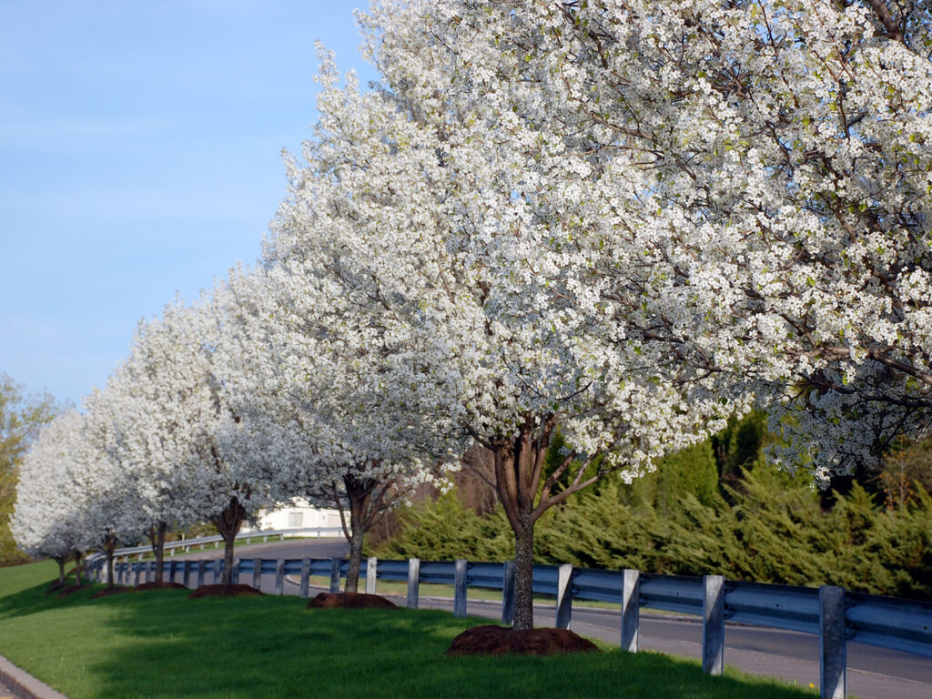 dogwood_tree_uses.jpg