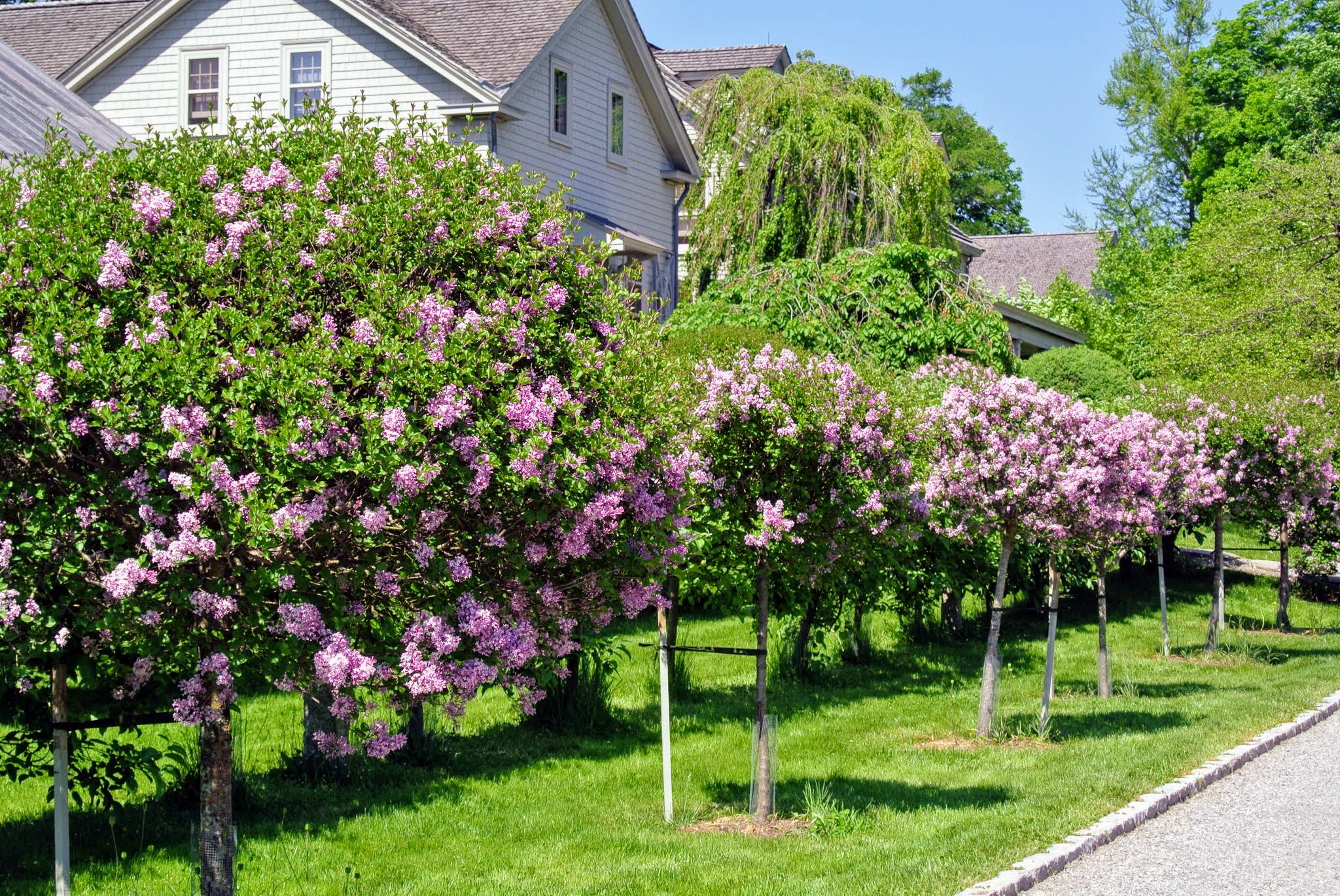 lilac_tree.jpeg