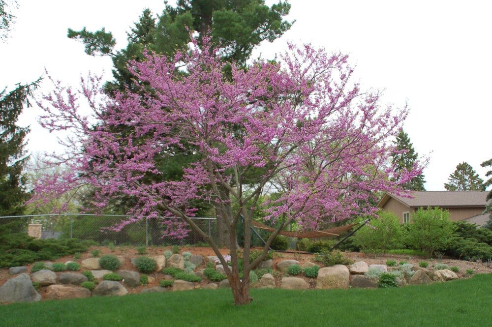 redbud_tree.jpg