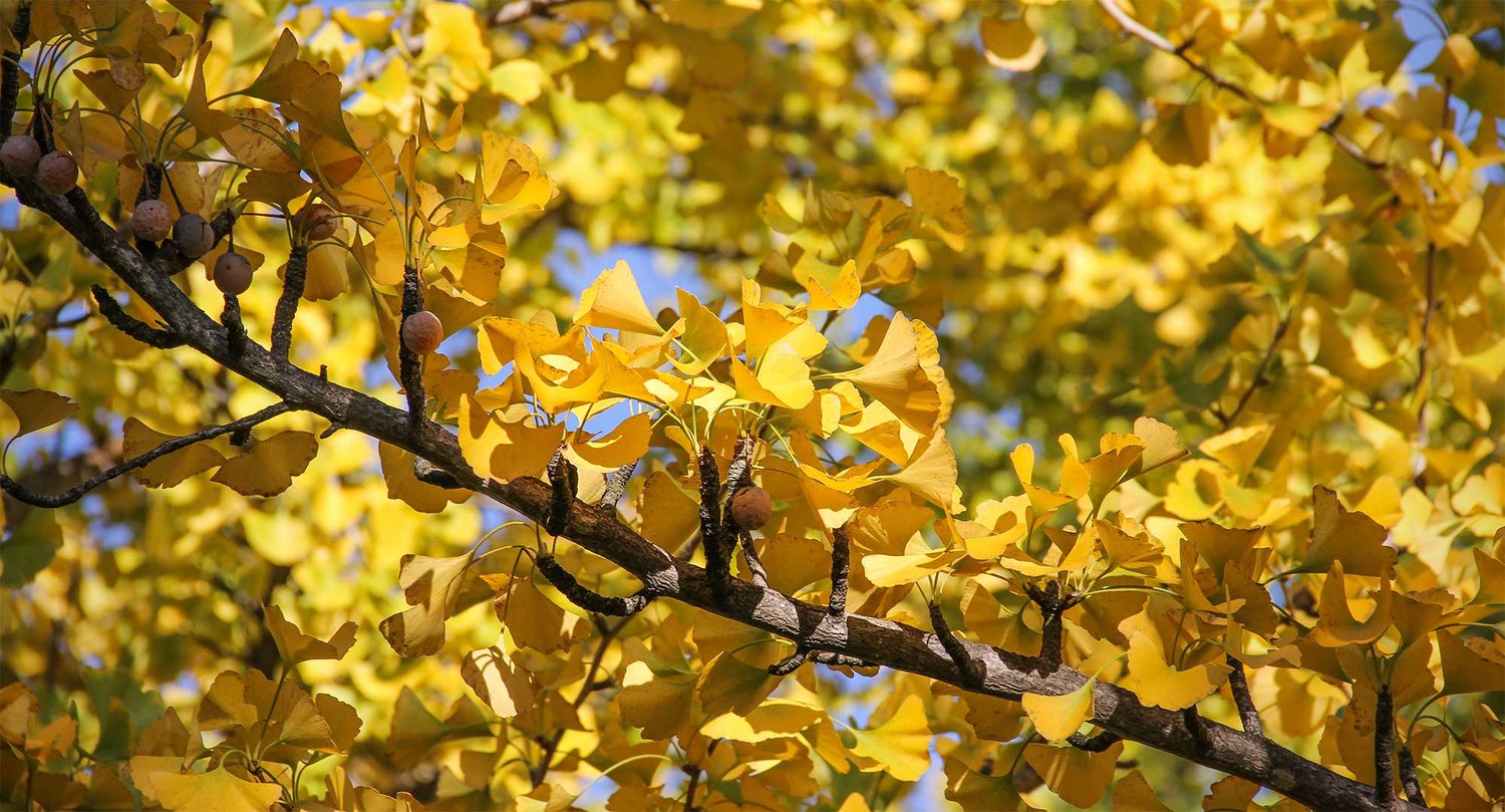 gingko_tree.jpg