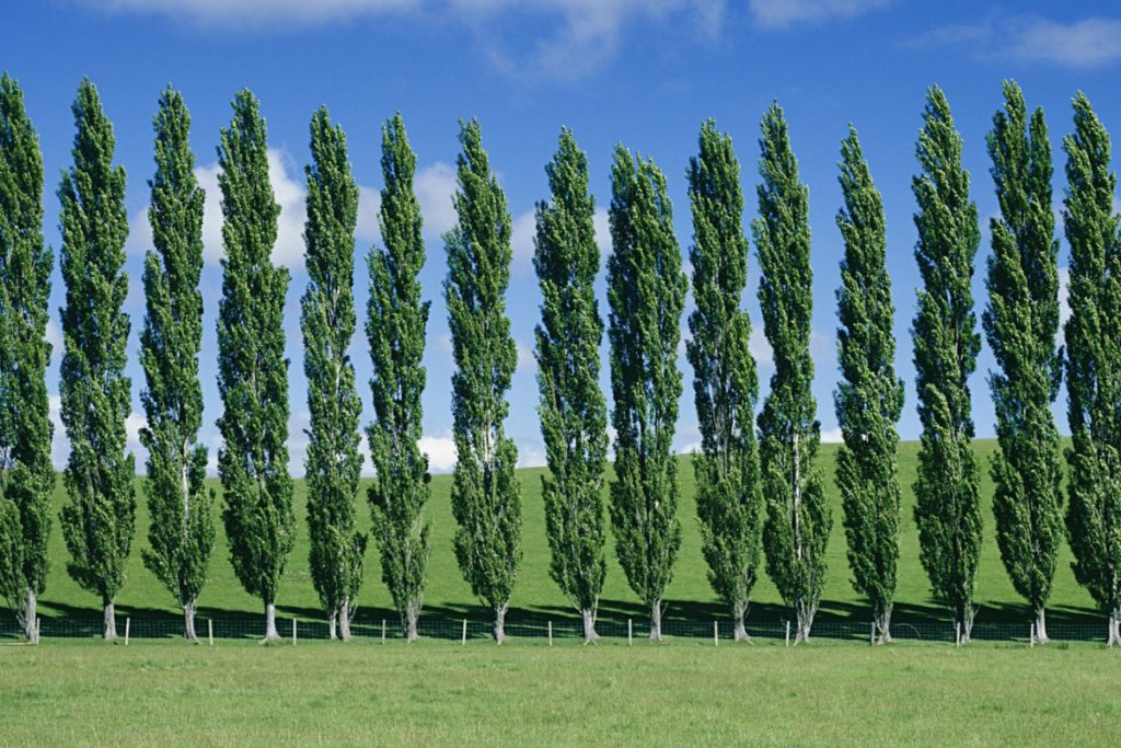 poplar_tree_uses.jpg