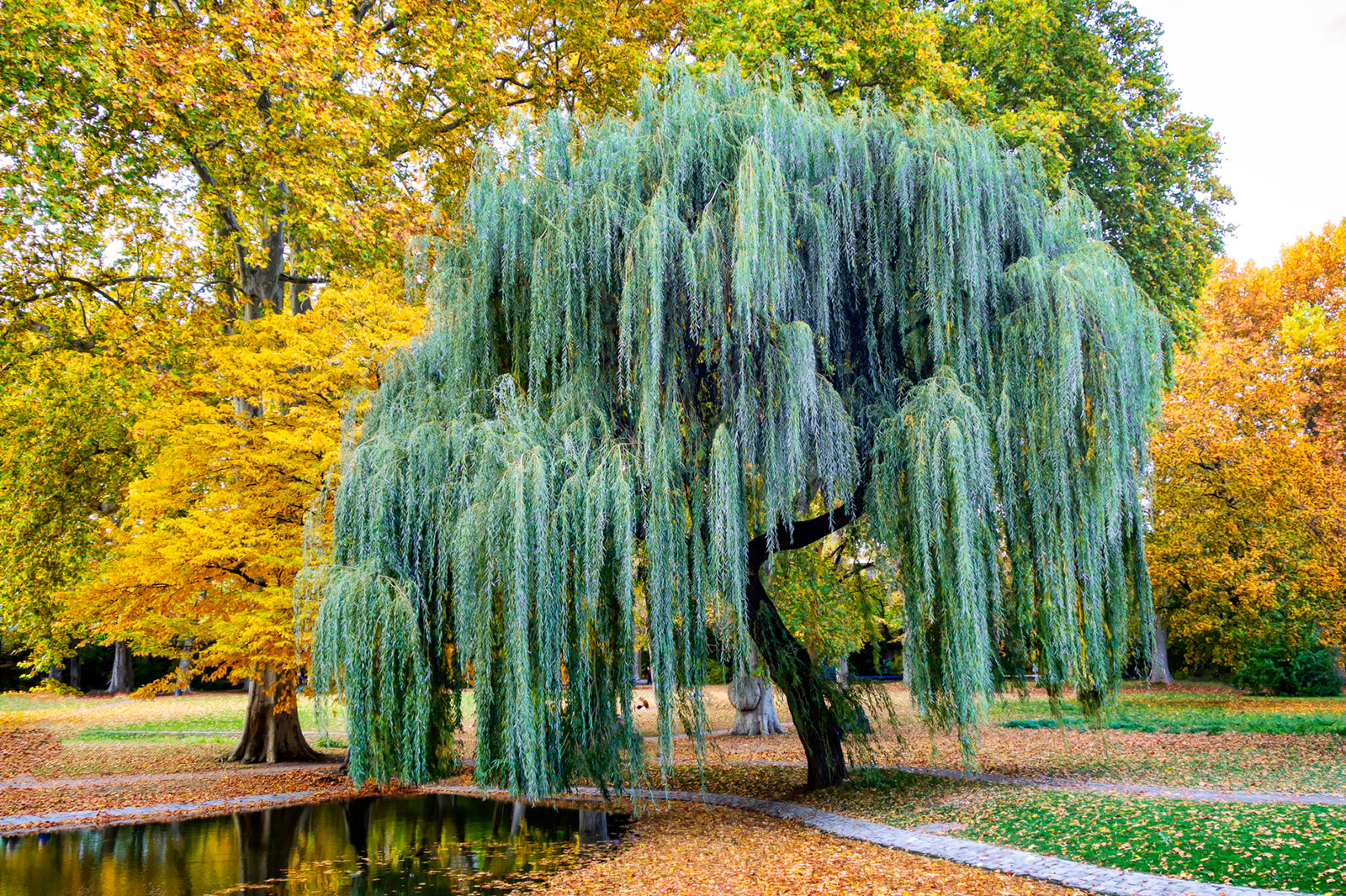 willow_tree_1.jpg