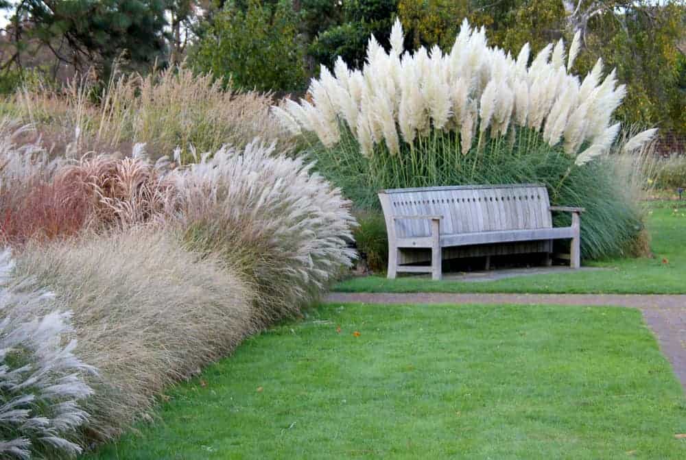 ornamental_grasses.jpg