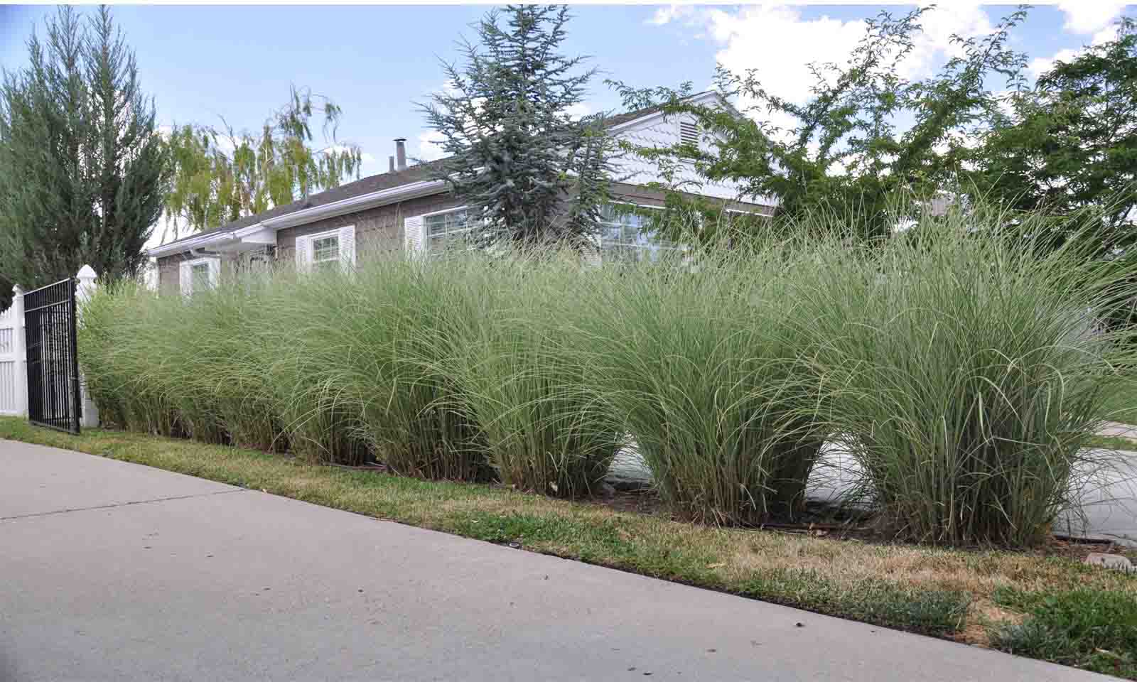 miscanthus.jpg