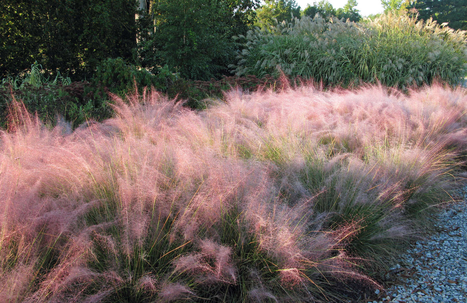 muhly_grass.jpg