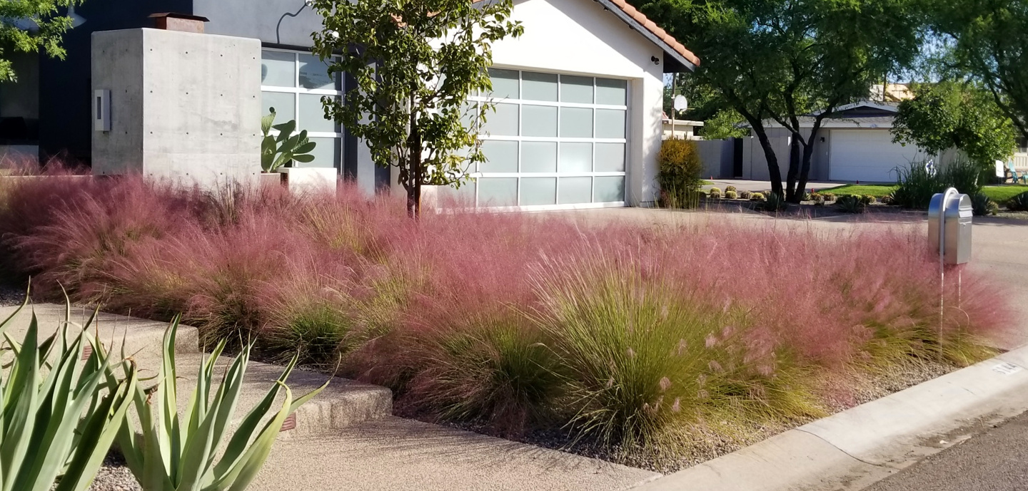 muhly_grass_care.jpg