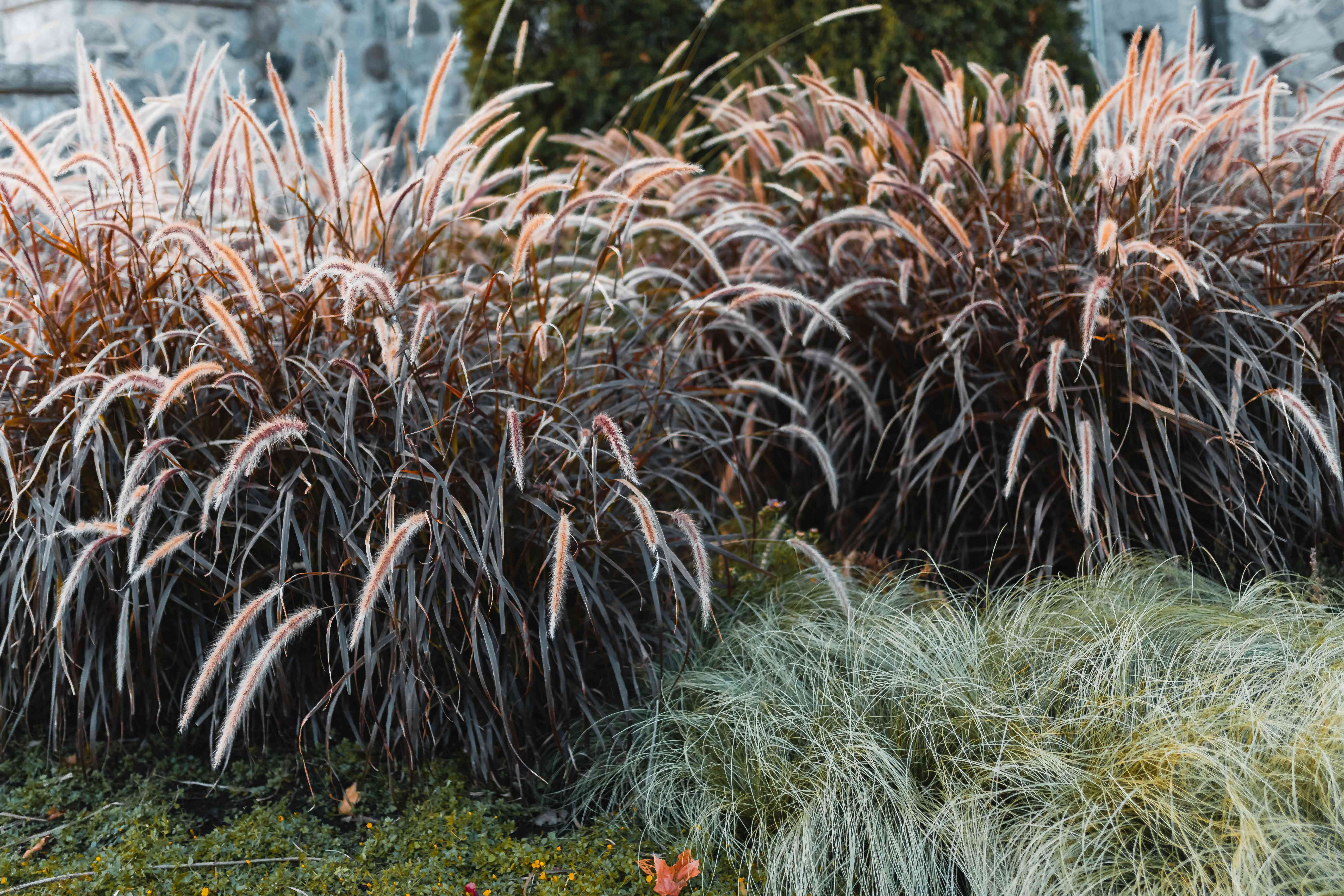 fountain_grass_care.jpg