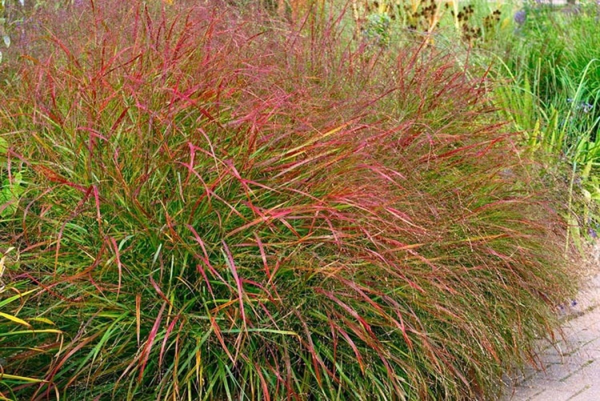 switchgrass.jpg