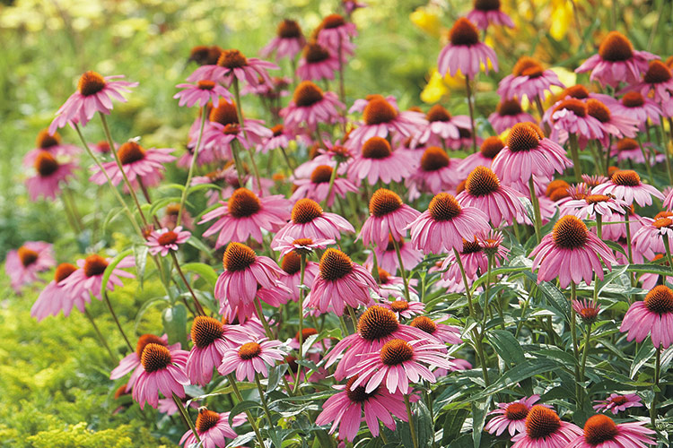 coneflower.jpg