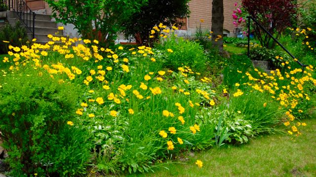 coreopsis.jpg