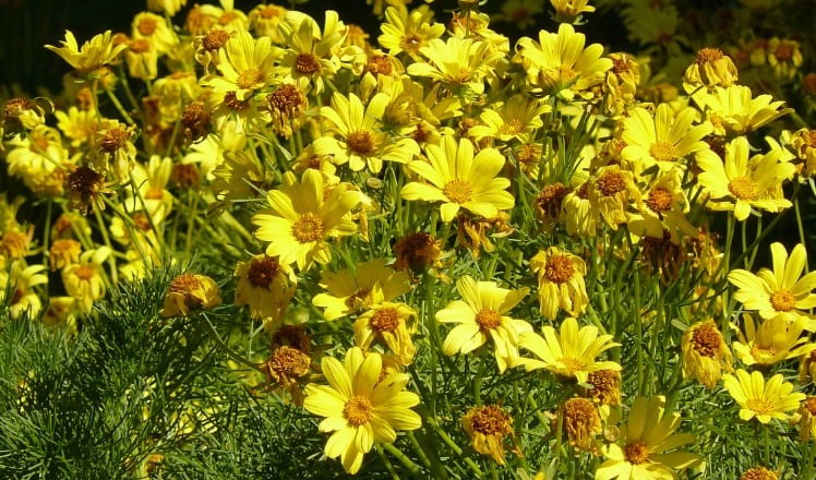 coreopsis_care.jpg