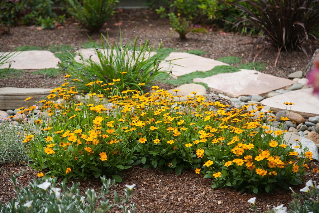 coreopsis_uses.jpg