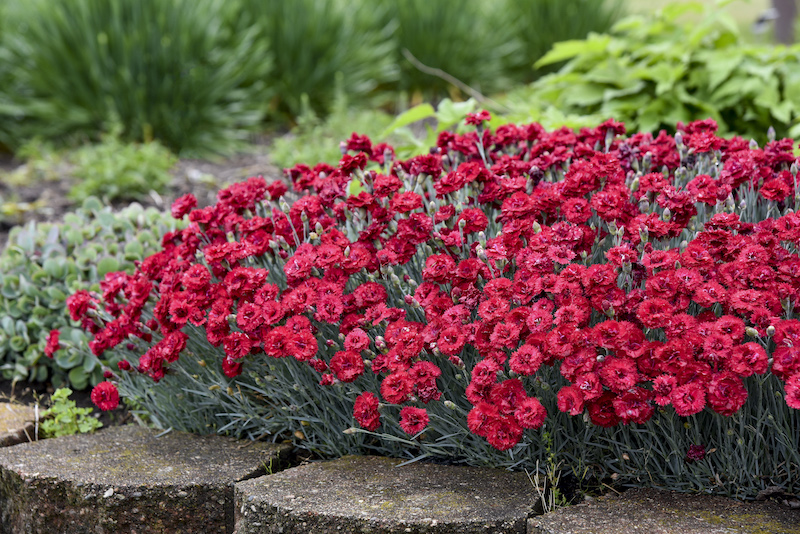 dianthus.jpg