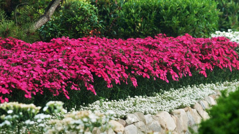 dianthus_care.jpg