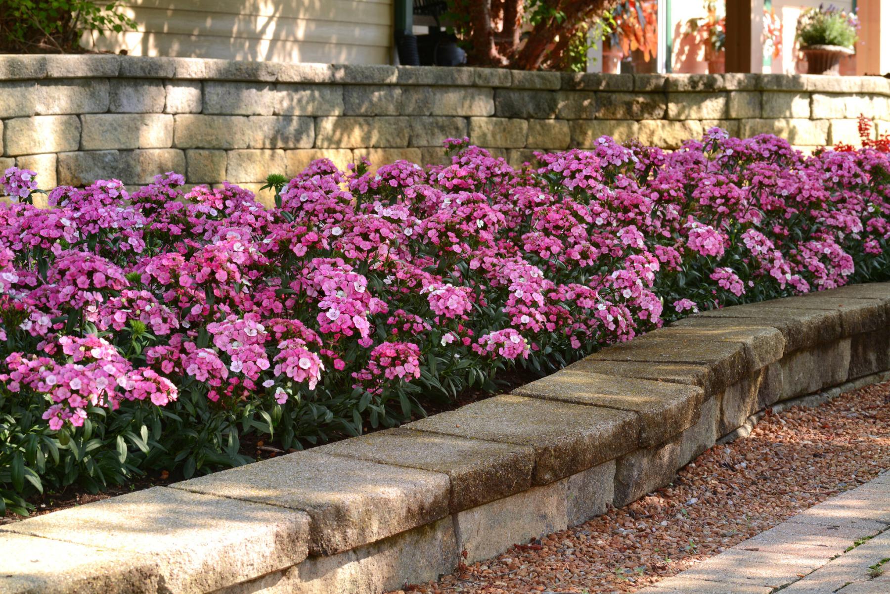 dianthus_uses.jpg