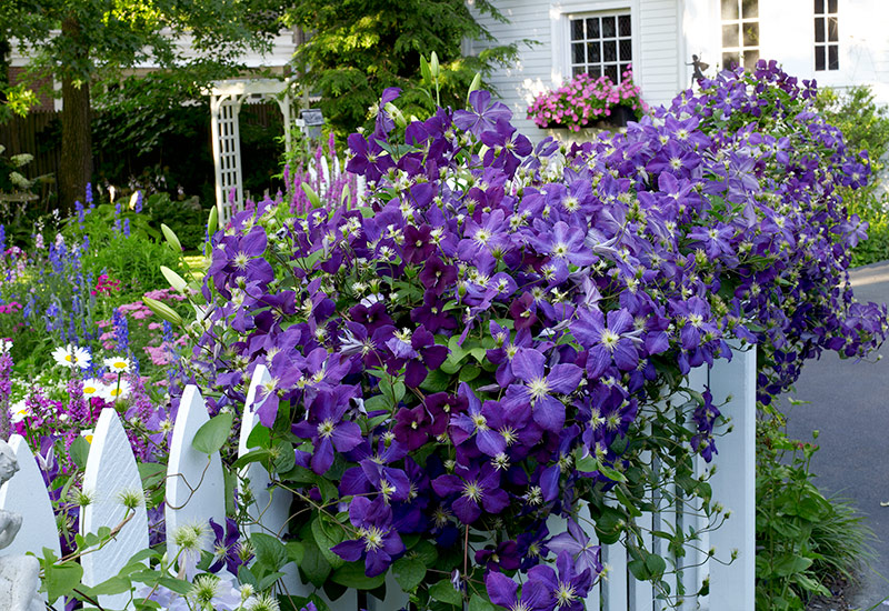 clematis.jpg