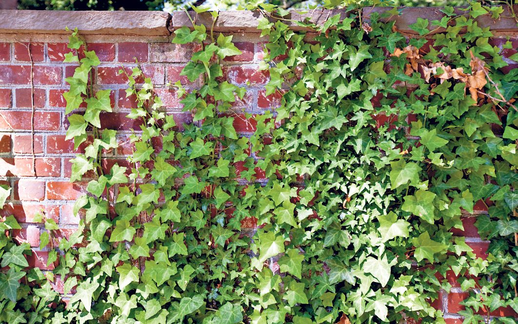 ivy_wall.jpg