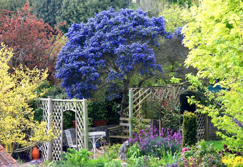 ornamental_flowering_trees.jpg