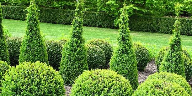 evergreen_shrubs_2.jpeg