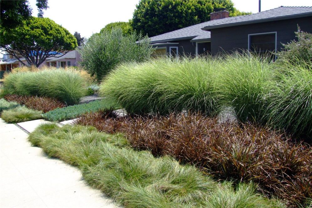 ornamental_grasses.jpg