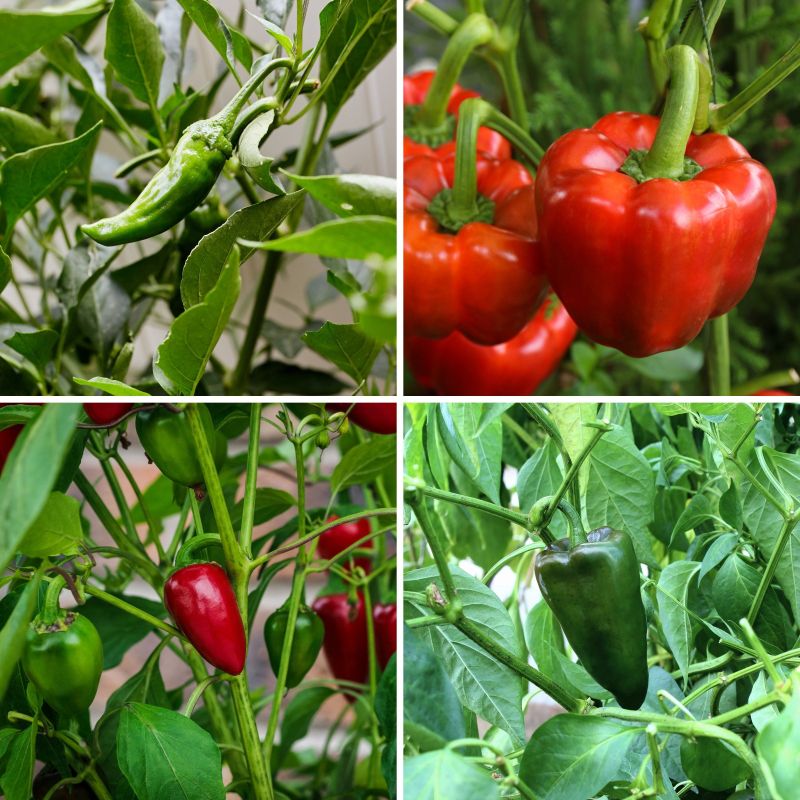 The Chile Pepper Collection image