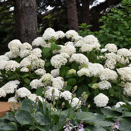Annabelle Hydrangea: Stunning White Blooms on a Hardy Shrub (Hydrangea ...