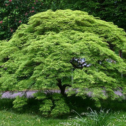 Japanese Maple image