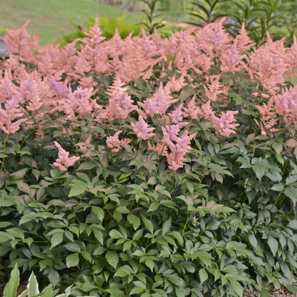 Astilbe 'Peach Blossom' (Japonica Hybrid)