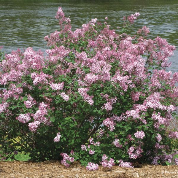 Bloomerang® Lilac Tree